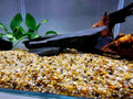 akvarium s kremicitym pieskom rastlinou korenom a bridlicou