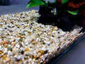 kremicity strk v akvarium 