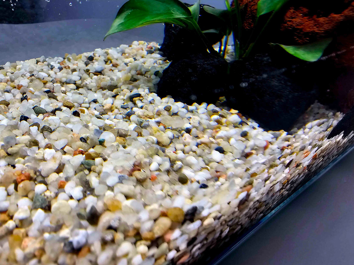 kremicity strk v akvarium 