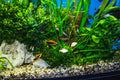akvarium s kremicitym strkom a piskom