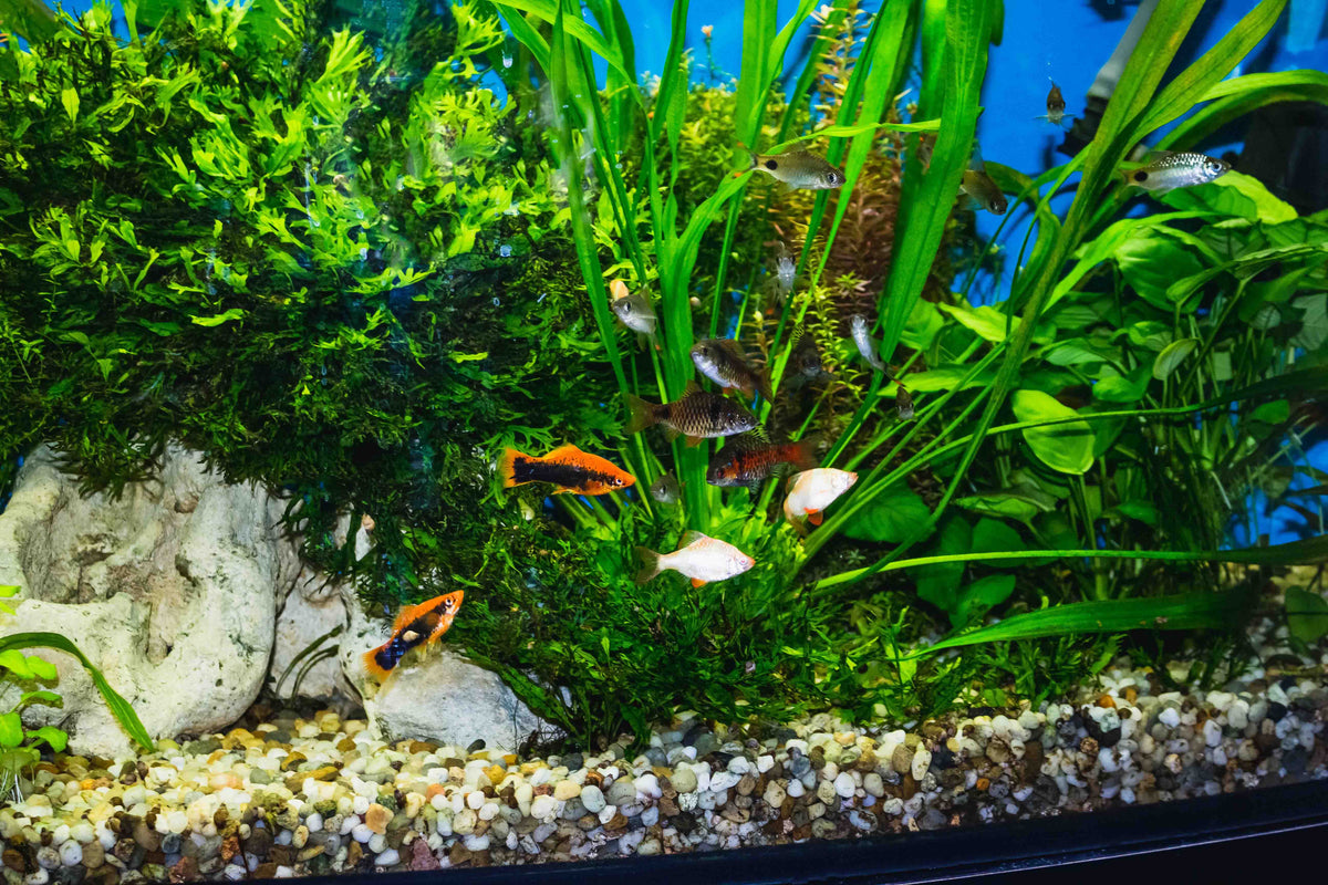 akvarium s kremicitym strkom a piskom