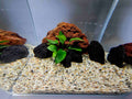akvarium s lavou a prirodnym strkom