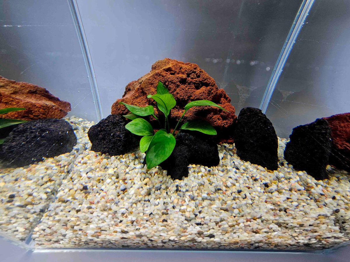 akvarium s lavou a prirodnym strkom