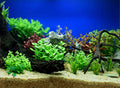 tropicke akvarium s pieskom a korenmi